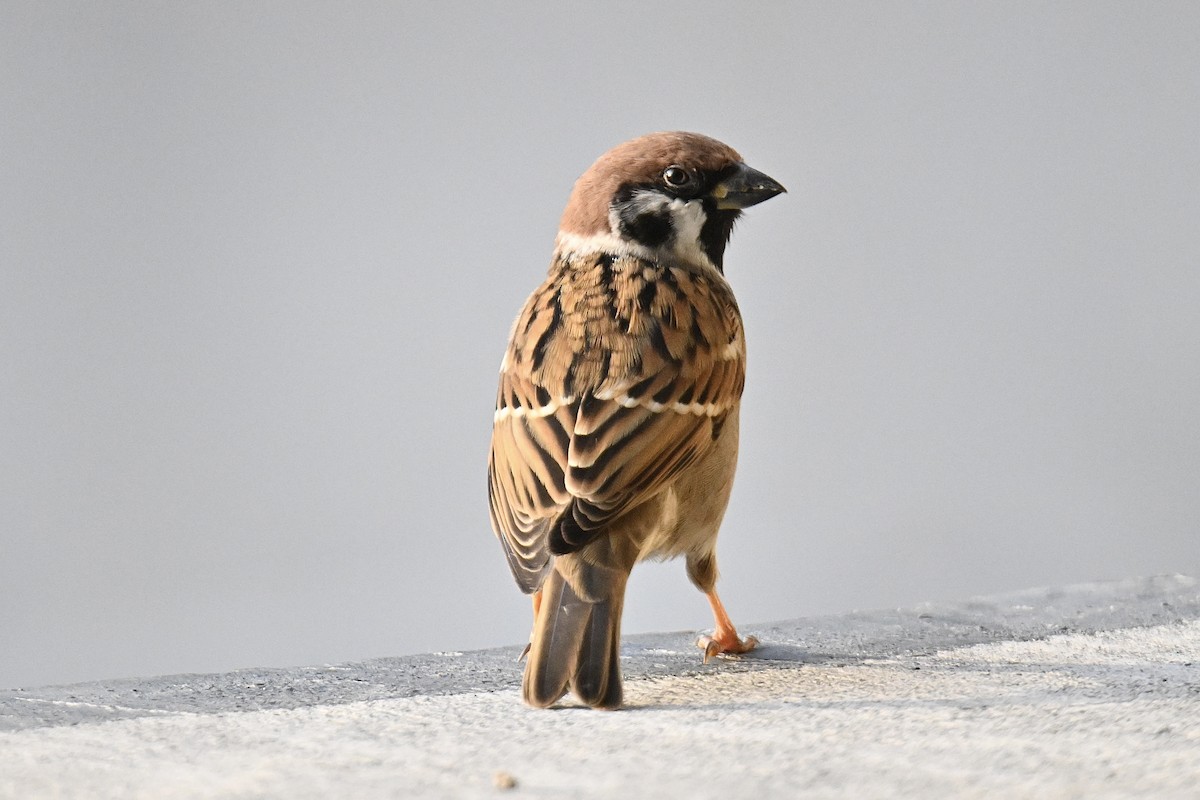 vrabec polní - ML646716821