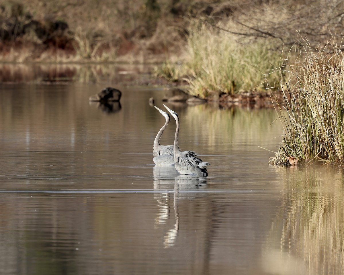 volavka velká - ML646716822