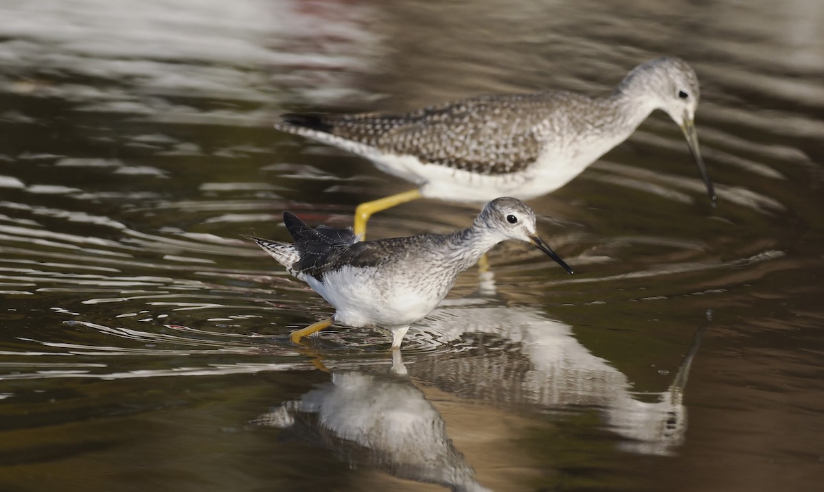 Greater Yellowlegs - ML646716824