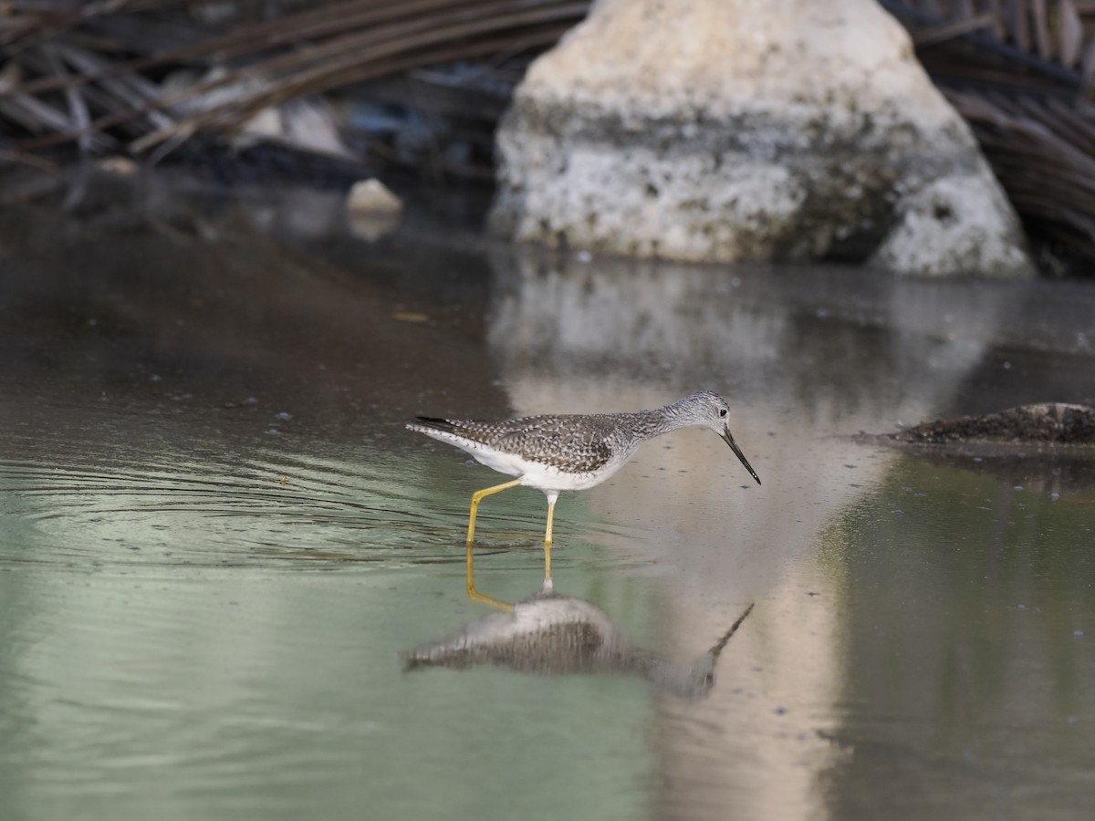 Greater Yellowlegs - ML646716825
