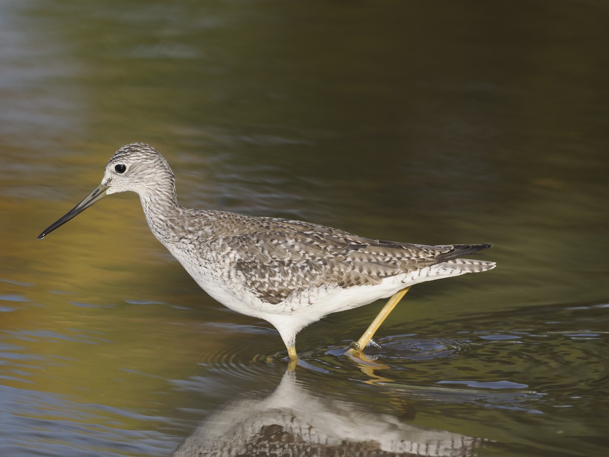 Greater Yellowlegs - ML646716826