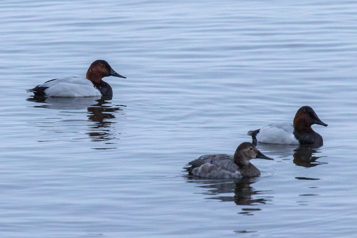 Парусиновый нырок - ML646716827