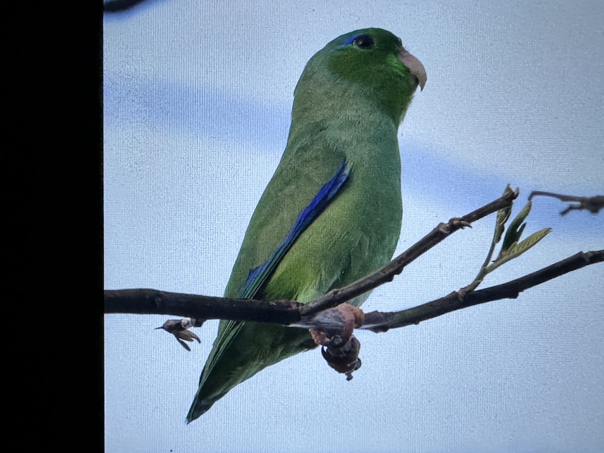 Gözlüklü Serçe Papağanı - ML646716832