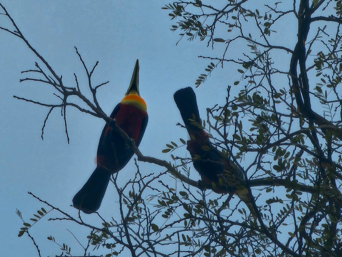 Toucan à ventre rouge - ML646716834
