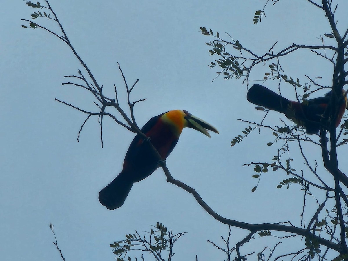 Toucan à ventre rouge - ML646716843