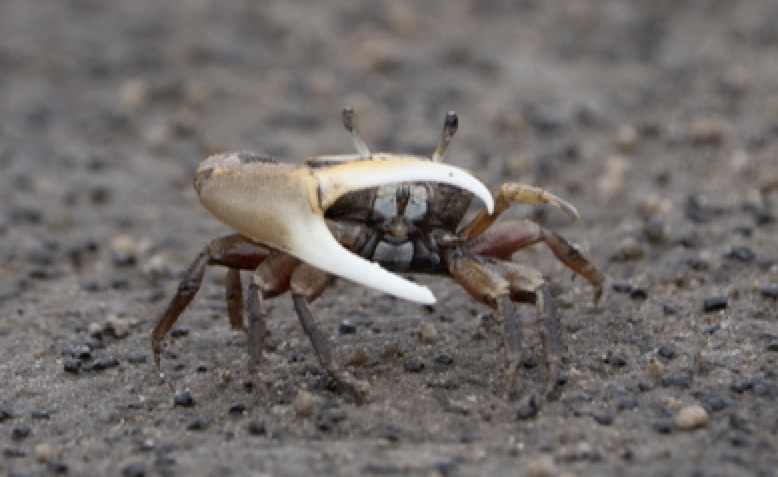 Animals - ML646716844