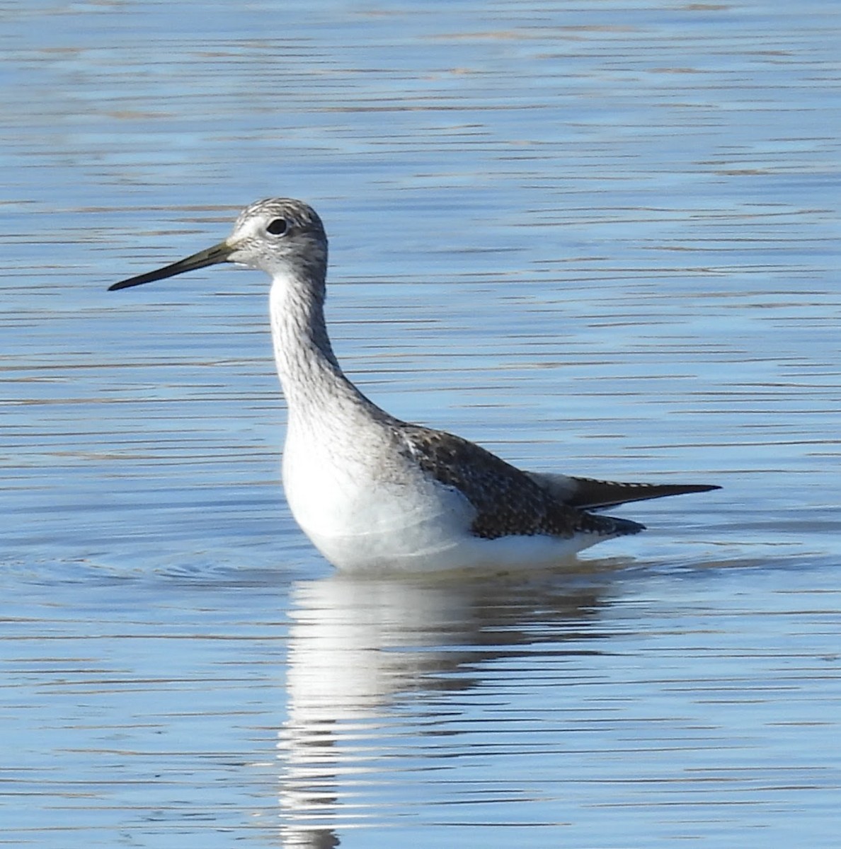 Grand Chevalier - ML646716845