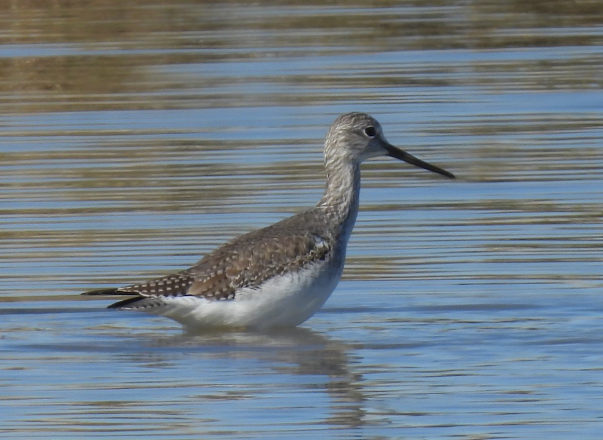 Grand Chevalier - ML646716846