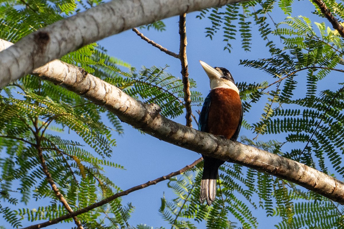 Cucaburra Ventrirrufa - ML646716849