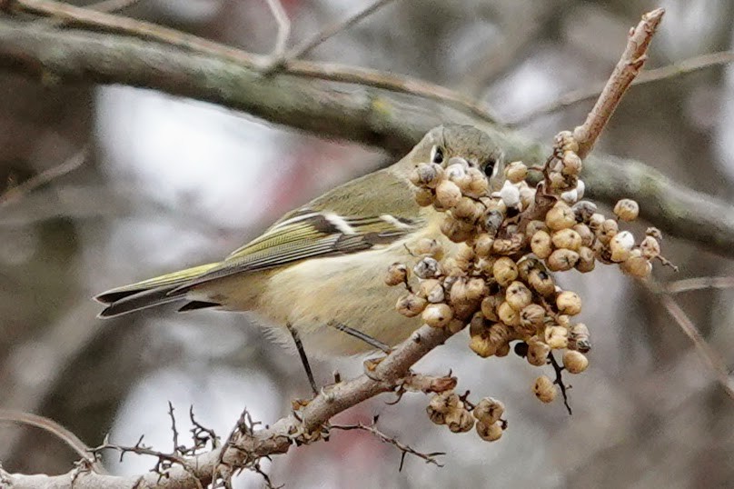 Erregetxo mottogorria - ML646716850