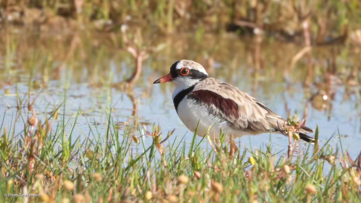 Black-fronted Dotterel - ML646716851