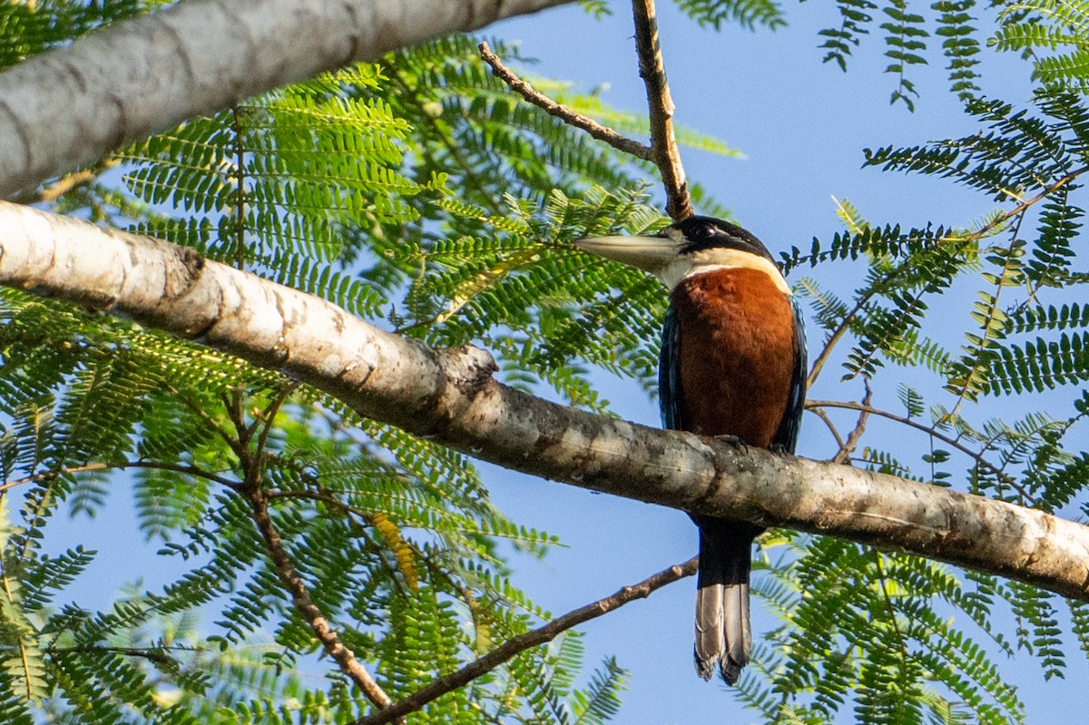 Cucaburra Ventrirrufa - ML646716852