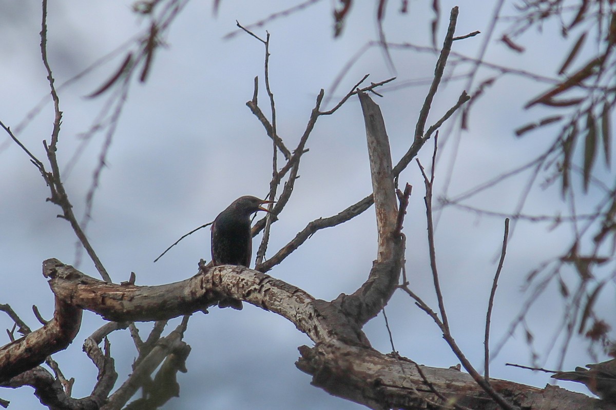 špaček obecný - ML646716859