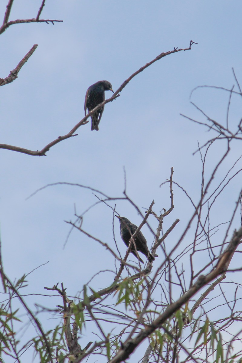 špaček obecný - ML646716860