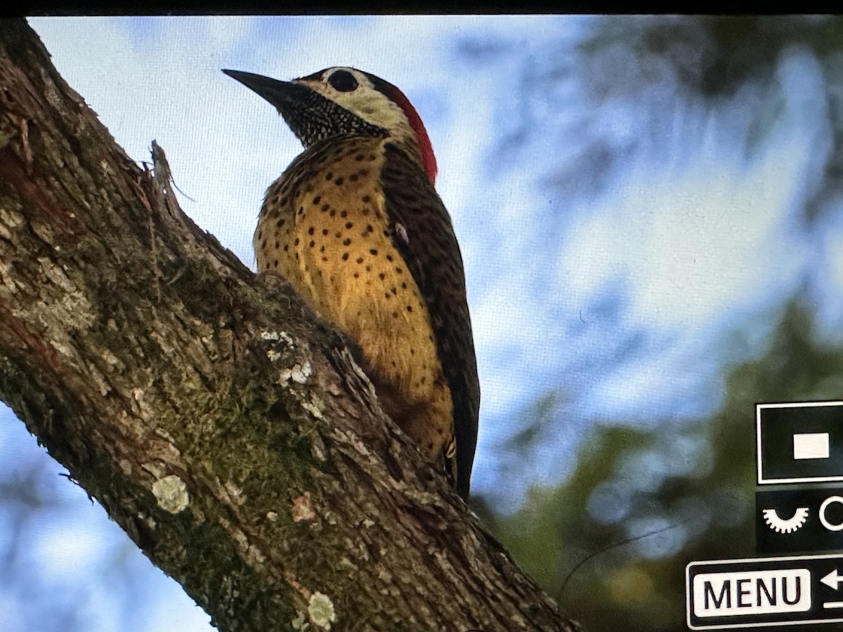 Benekli Ağaçkakan - ML646716864