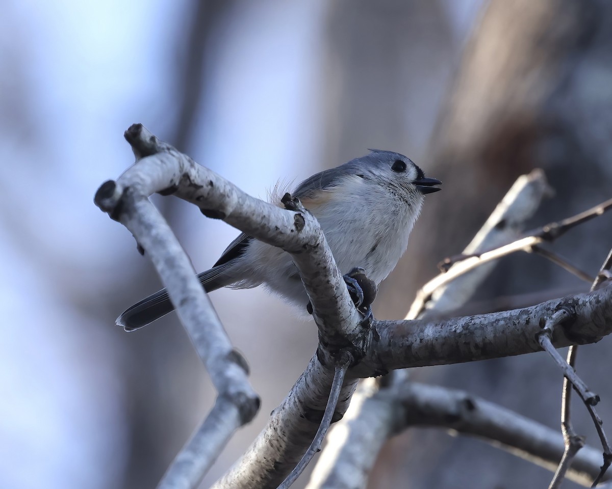 Tufted Titmouse - ML646716868