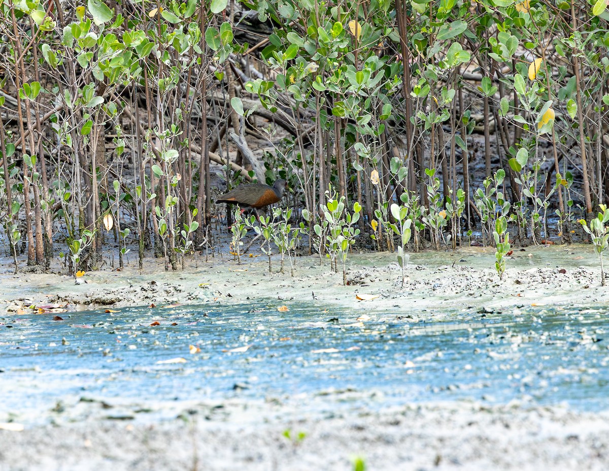 Mangrov Orman Kılavuzu - ML646716869