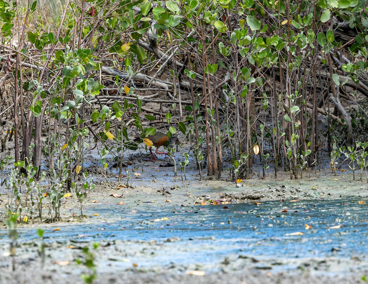 Mangrov Orman Kılavuzu - ML646716870