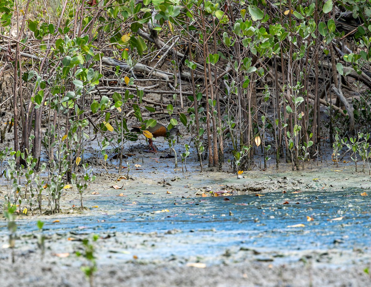 Mangrov Orman Kılavuzu - ML646716871