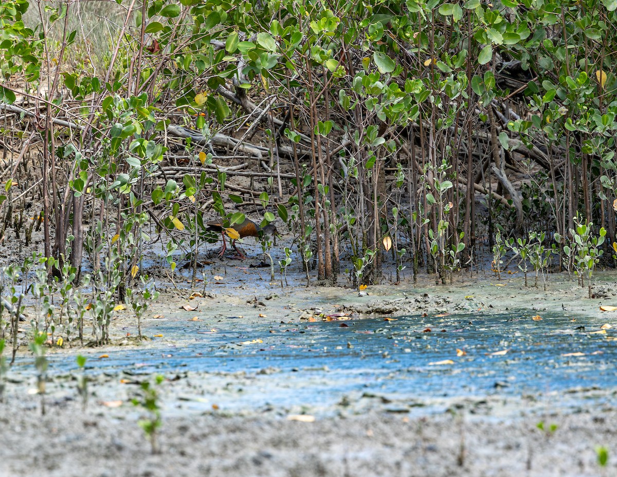 Mangrov Orman Kılavuzu - ML646716872