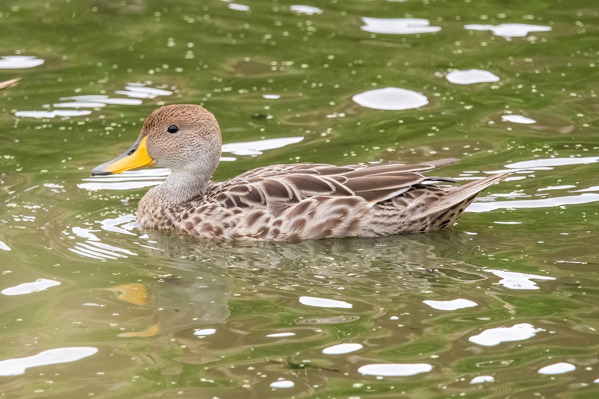 Шилохвіст жовтодзьобий - ML646716878