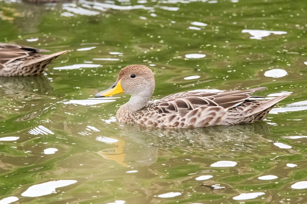 Шилохвіст жовтодзьобий - ML646716879