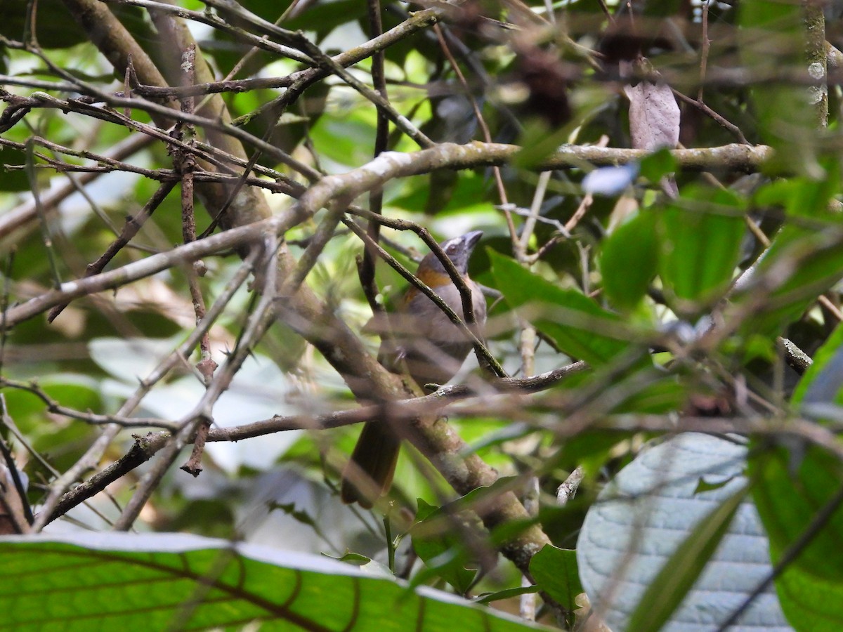 Buntkehlsaltator - ML646716881