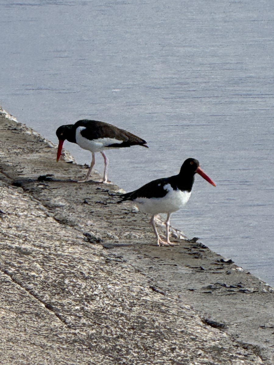 American Oystercatcher - ML646716882