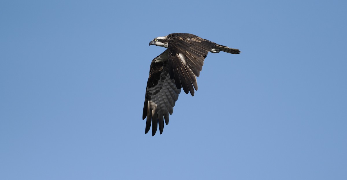 Osprey - ML646716884