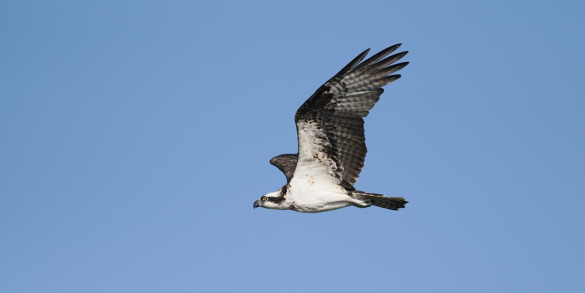 Osprey - ML646716885