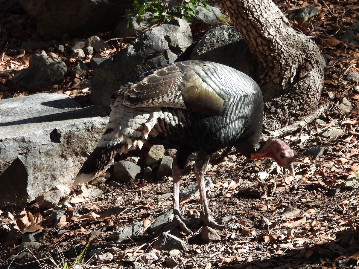 Wild Turkey - ML646716886