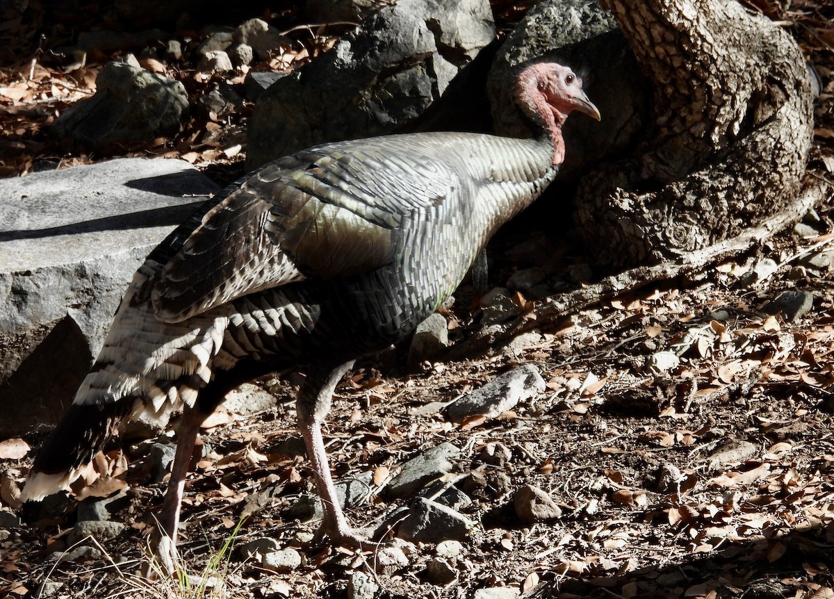 Wild Turkey - ML646716887