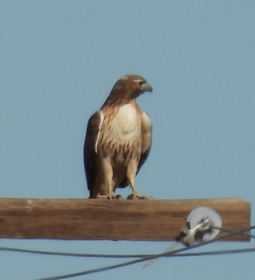 Buse à queue rousse (calurus/alascensis) - ML646716889