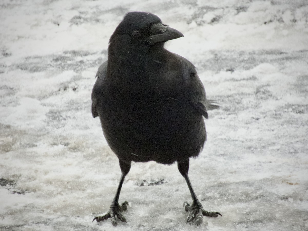 Corneille d'Amérique - ML646716890