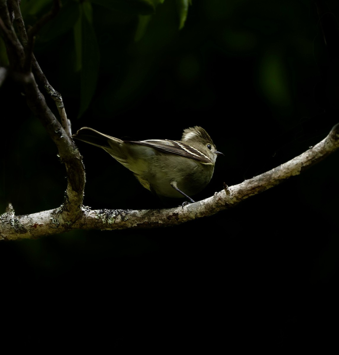 White-crested Elaenia - ML646716892