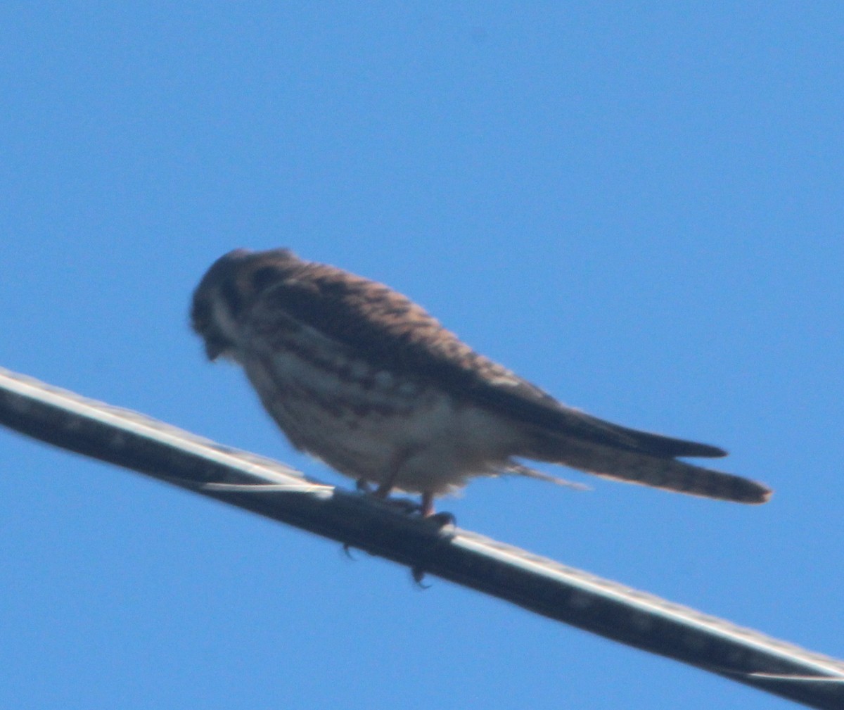 Crécerelle d'Amérique - ML646716894