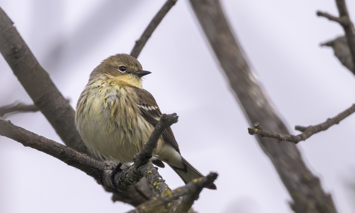 Yellow-rumped Warbler - ML646716895