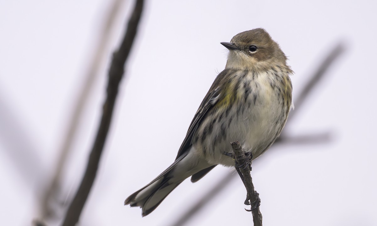 Yellow-rumped Warbler - ML646716896