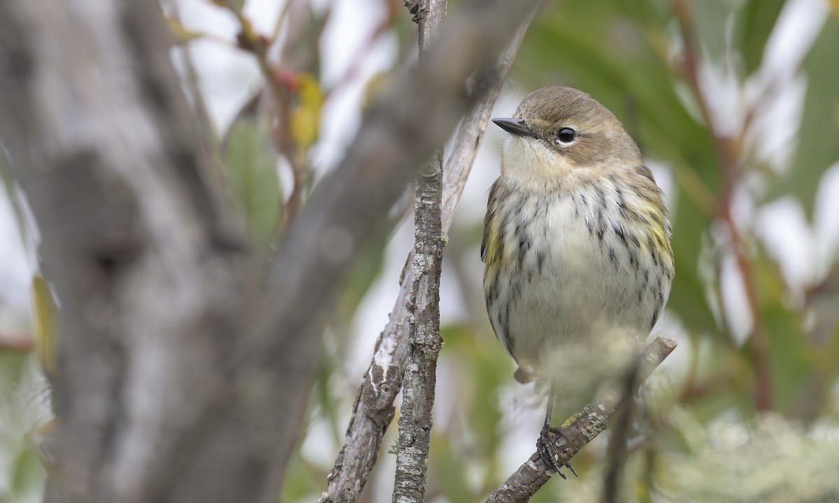 Yellow-rumped Warbler - ML646716897