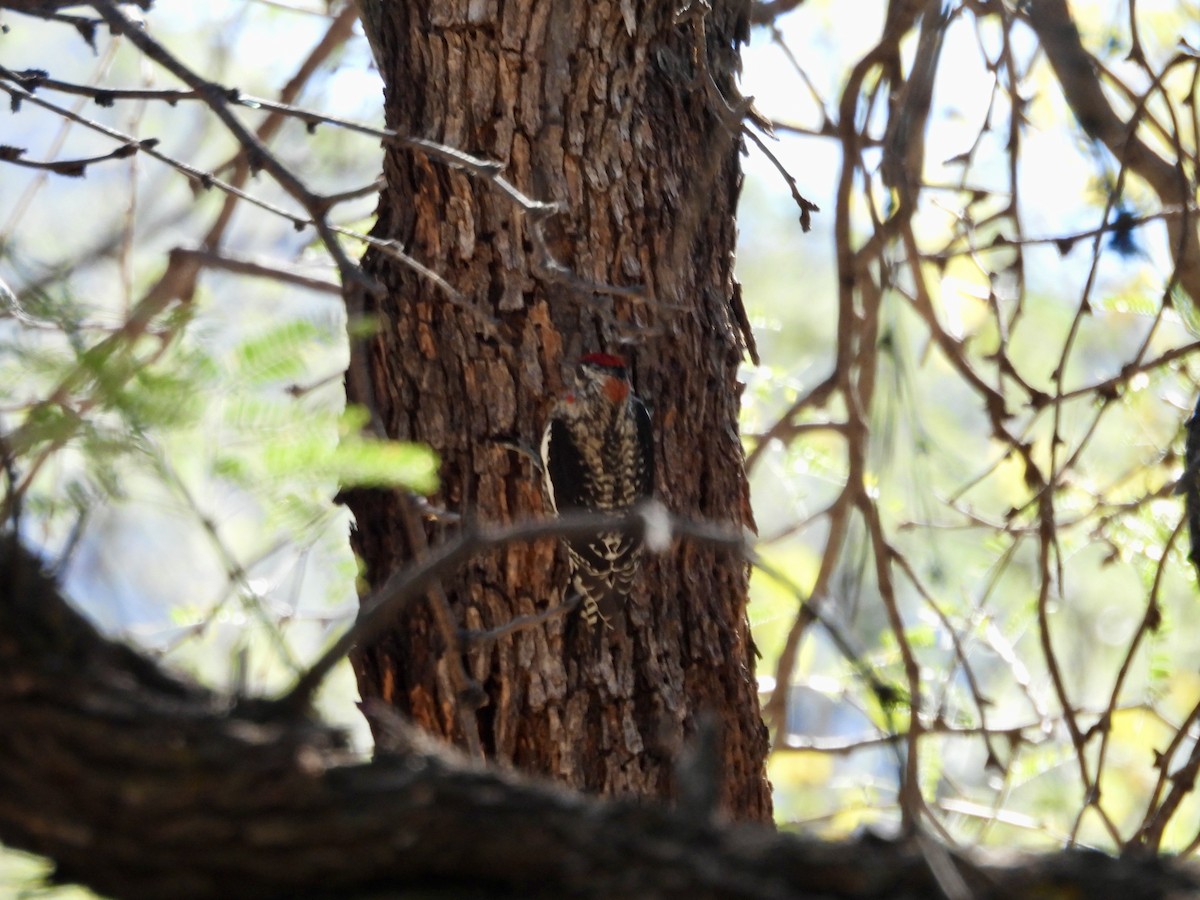 Red-naped Sapsucker - ML646716898