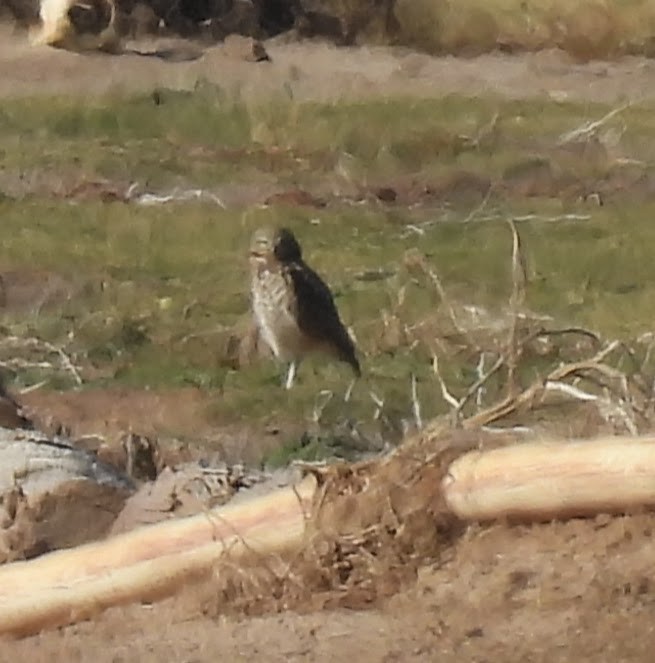 Chevêche des terriers - ML646716900