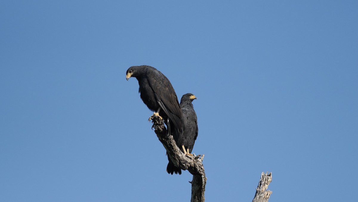 Common Black Hawk - ML646716904