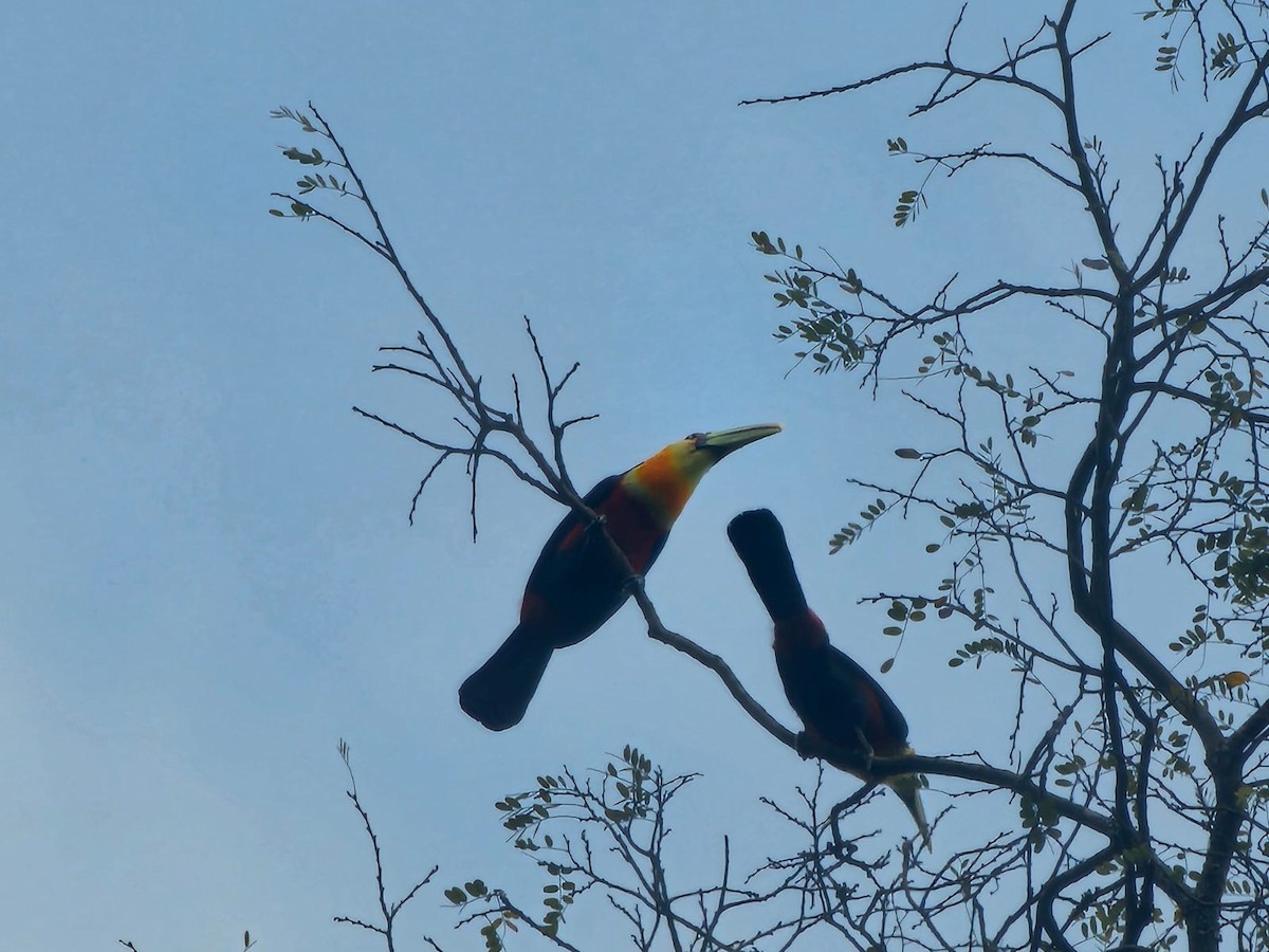 Toucan à ventre rouge - ML646716907