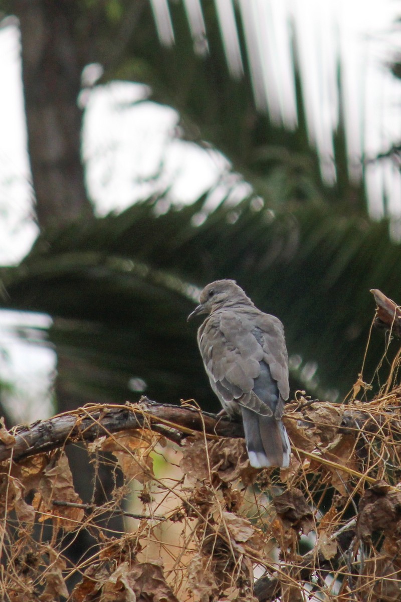 hrdlička bělavokřídlá - ML646716908