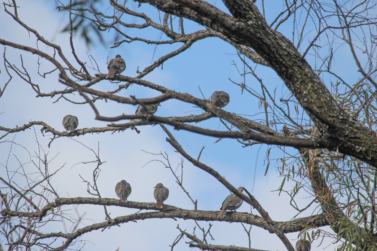 hrdlička bělavokřídlá - ML646716909