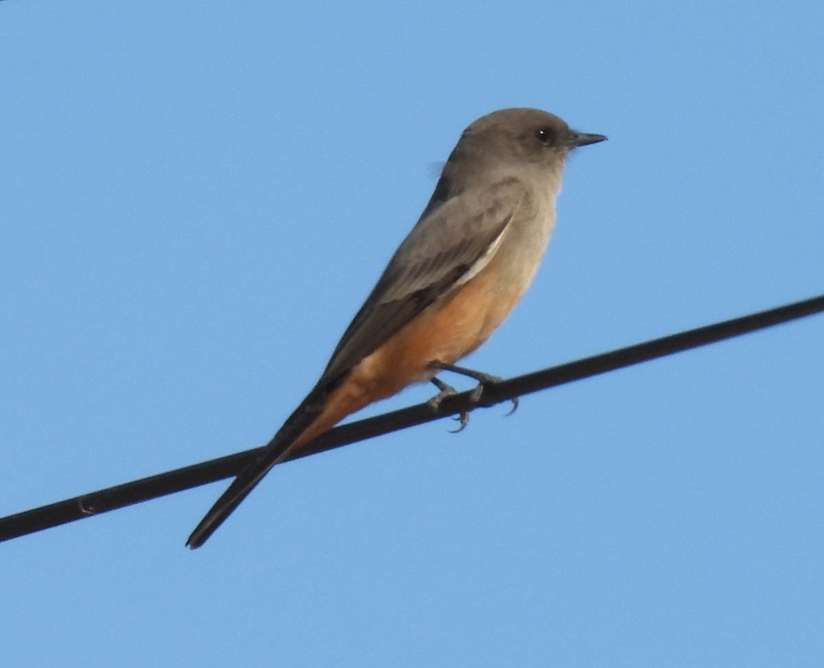 Moucherolle à ventre roux - ML646716912