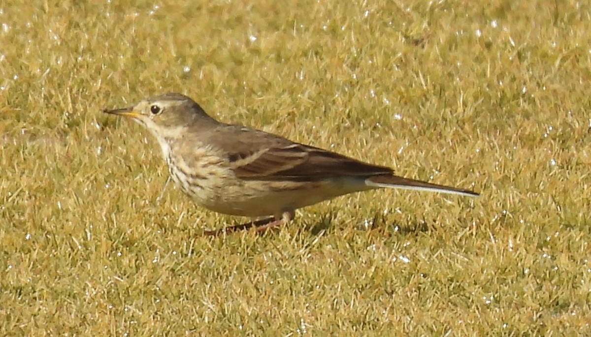 Pipit d'Amérique - ML646716923
