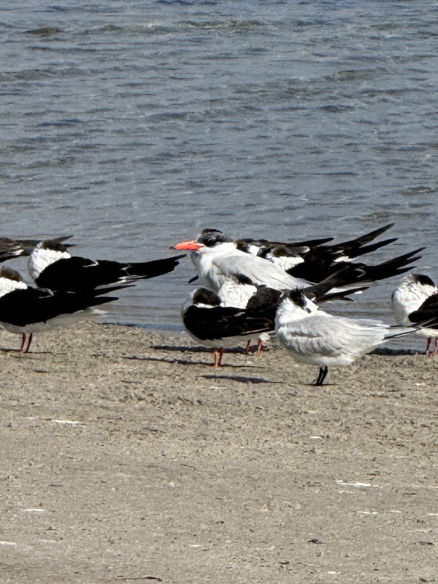 Caspian Tern - ML646716924