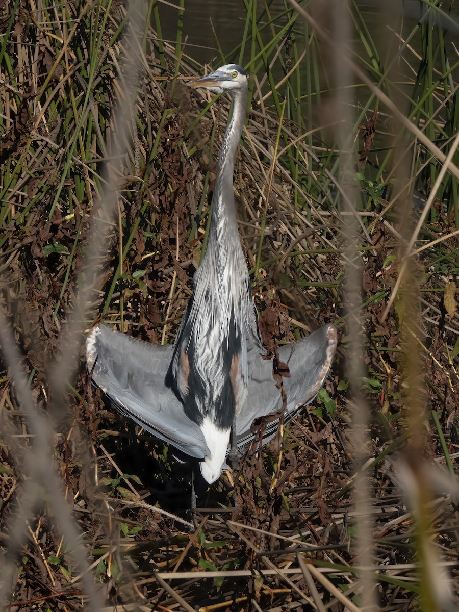Great Blue Heron - ML646716925