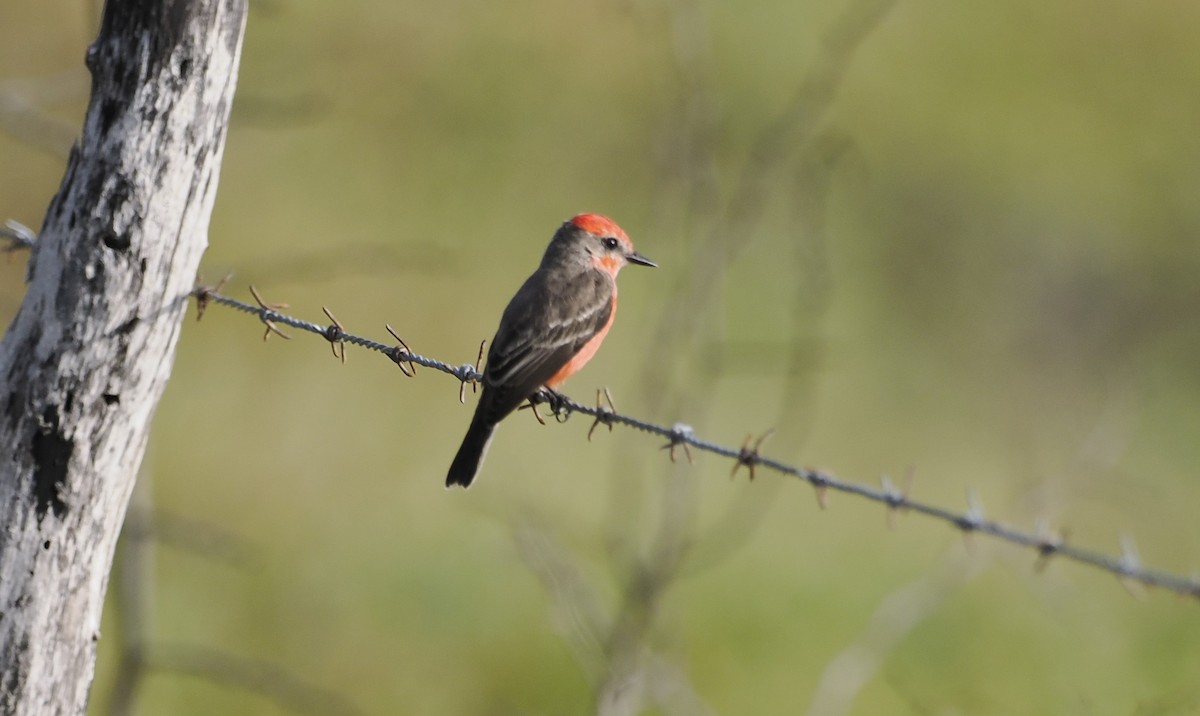 Vermilion Flycatcher - ML646716926